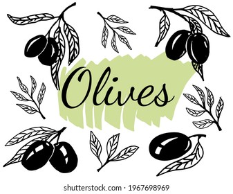 Olive branches. Hand drawn illustration. Vector outline with transparent background