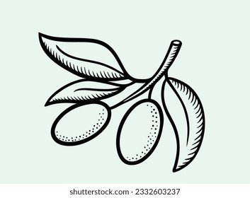 Olive branches. Hand drawn illustration. Vector outline of olives.
