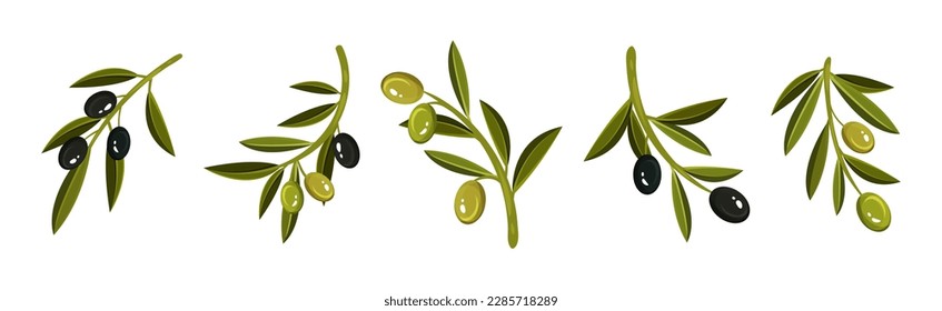 Olive Branches with Hanging Ripe Green and Black Fruit Vector Set