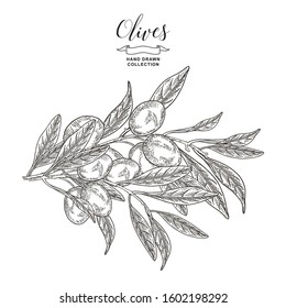 Olive branches isolated on white background. Vector illustration botanical. Hand drawn engraving style. Blackc and white.