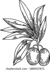Olive branches isolated on white background, leaves, olives, vector hand drawn illustration