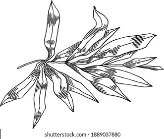 Olive branches isolated on white background, leaves, olives, vector hand drawn illustration