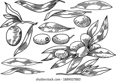 Olive branches isolated on white background, leaves, olives, vector hand drawn illustration