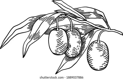 Olive branches isolated on white background, leaves, olives, vector hand drawn illustration