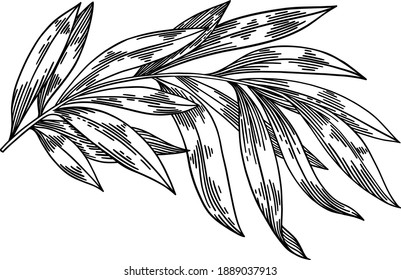 Olive branches isolated on white background, leaves, olives, vector hand drawn illustration