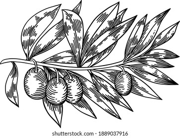 Olive branches isolated on white background, leaves, olives, vector hand drawn illustration