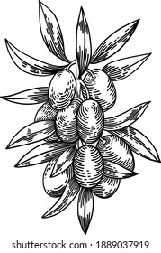 Ramas de oliva aisladas en fondo blanco, hojas, aceitunas, ilustración de la mano vectorial