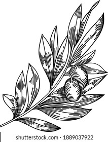 Olive branches isolated on white background, leaves, olives, vector hand drawn illustration