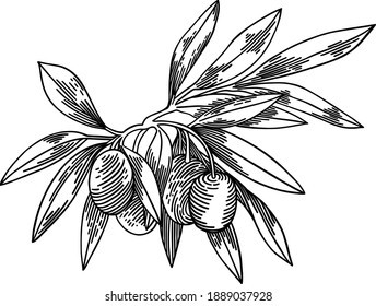 Olive branches isolated on white background, leaves, olives, vector hand drawn illustration