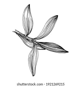 Olive branches isolated. Olive sketch element. Vector hand drawing wildflower for background, texture, wrapper pattern, frame or border.