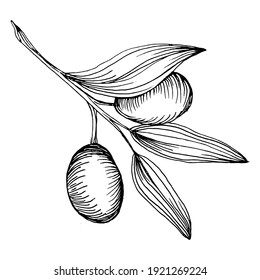 Olive branches isolated. Olive sketch element. Vector hand drawing wildflower for background, texture, wrapper pattern, frame or border.