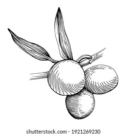Ramas de oliva aisladas. Elemento de esbozo de Olive. Flor silvestre de dibujo manual vectorial para fondo, textura, patrón envolvente, marco o borde.