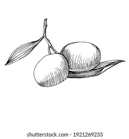 Olive branches isolated. Olive sketch element. Vector hand drawing wildflower for background, texture, wrapper pattern, frame or border.