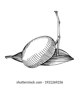 Ramas de oliva aisladas. Elemento de esbozo de Olive. Flor silvestre de dibujo manual vectorial para fondo, textura, patrón envolvente, marco o borde.