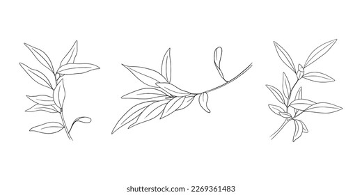 Olive branches for logos. Outline botanical set with three leaves branches. 