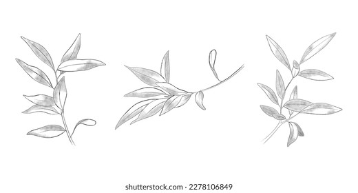 Olive branches for logos. Outline botanical set with three leaves branches. Botanical sketch for tattoo, logo, prints