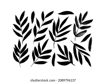 Olive branches with long leaves vector collection. Hand drawn foliage, herbs, tree twig. Set of black silhouettes leaves and tree branches. Vector ink elements isolated on white background. 