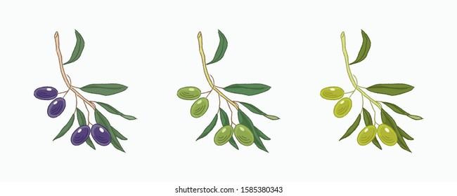 Olive Branches with Olives green and black. Hand drawn vector Illustration