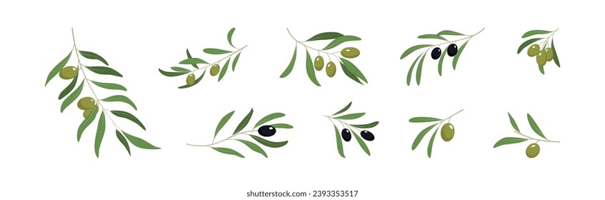 Olive Branches with Olives Green and Black Vector Set
