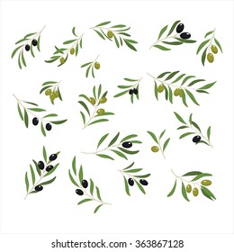 Olive Branches with Olives green and black. Vector Illustration