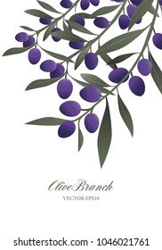 Olive branches and purple olives isolated on white background. Vector Illustration