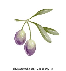 Olive branches with ripe berries. Vector graphics.