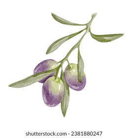 Ramas de oliva con bayas maduras. Gráficos vectoriales.