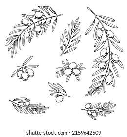 Olive branches set. Olive fruits bunch and olive branches with leaves. Hand drawn illustration converted to vector.