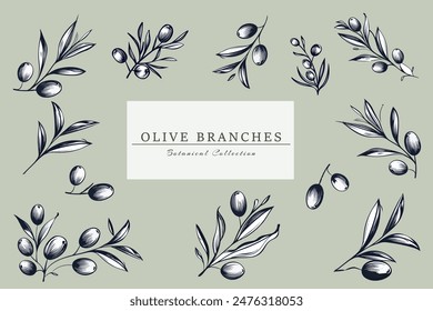 Olive branches set in minimal linear style. Leaves and olive fruits isolated on gree background. Design for invitations, cards, stickers, albums, fabric, home decoration. Holiday decor. Hand drawn. 