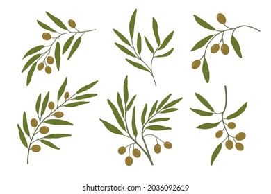 Ramas de oliva establecen dos. Aceitunas, ramas de árboles. Hojas verdes. Ilustración vectorial. Twigs para decorar postales, elemento decorativo.