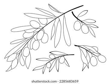 Olive branches simple line art