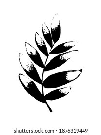 Olive branches sketch in black and white. Hand drawn vector illustration isolated on white background. Olive tree.