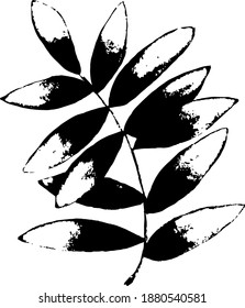Olive branches sketch in black and white. Hand drawn vector illustration isolated on white background. Olive tree.