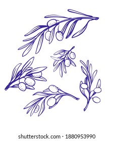 Olive branches sketch style on white. Sketched tree leaf symbol. Monochrome ink technique. For oil bottle label or Italian, Mediterranean, Greek or Spanish cuisine