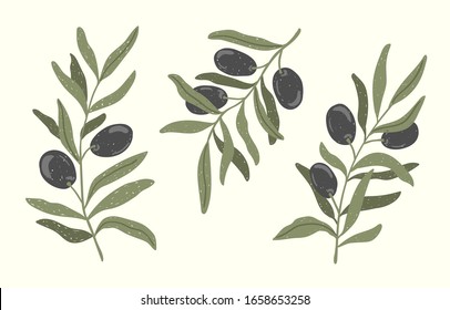 Olive Leaves Images, Stock Photos & Vectors | Shutterstock