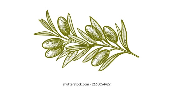 ramas de olivo. Ilustraciones vectoriales de ramas con frutas y hojas para crear logotipos, patrones, tarjetas de felicitación, invitaciones a bodas.