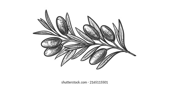 olive branches. Vector illustrations of branches with fruits and leaves for creating logos, patterns, greeting cards, wedding invitations.