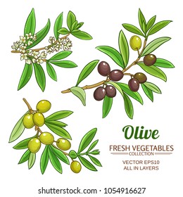 olive branches vector set