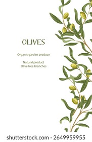 Olive branches vertical border frame. Vector hand drawn organic illustration with olive leaves isolated on white background. Botanical illustration for packaging, menu cards, posters, prints