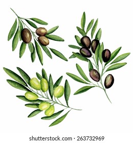 Olive branches. Watercolor. Vector illustration