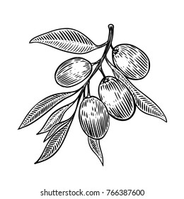 Olive brunch in engraving style Design element for poster, card, banner. Vector illustration