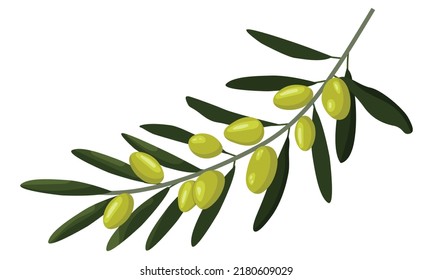 Olive brunch in hand drawn style Design element for poster, card, banner. Vector illustration