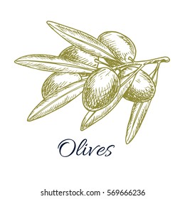 Olive bunch f green olive plant tree branch. Vector design for oil label, salad ingredient and seasoning of healthy food menu. Italian, Greek or Spanish cuisine cooking symbol