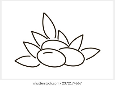 Olive clipart. Leaf and fruit isolated. Sketch Vector stock illustration. EPS 10