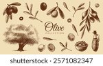 Olive collection: bottle with olive oil, plate with olives, branch with leaves and olives, sliced, olive tree. Vintage brown and beige graphics, hand-drawn, vector. Old design.