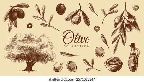 Colección de olivo: botella con aceite de oliva, plato con aceitunas, rama con hojas y aceitunas, en rodajas, olivo. Gráficos de Antiguas en marrón y beige, dibujados a mano, Vector. Diseño antiguo.