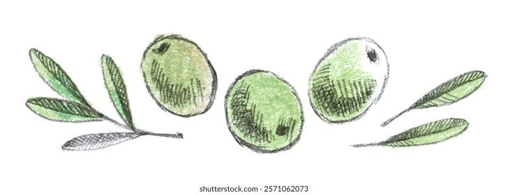 Olive collection: three green olives and some different leaves. Hand-drawn set, graphics. Pencil drawing with colorful pastel elements. Vintage.