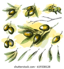 Olive color sketch element collection, branches isolated over white background, leaves, olives, vector hand drawn retro illustration. Italian cuisine. 