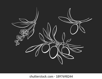 Conjunto de ramas, brotes, frutos maduros, flores. Esbozo de arte vectorial ilustración monocroma. Colección gráfica dibujada a mano. Aceite virgen ecológico griego