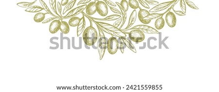 Olive design template. Vector hand drawn tree, oil fruit. Mediterranean food illustration. Vintage packaging design